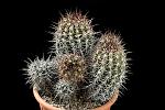 Copiapoa vallenarensis D. 18 €110.00